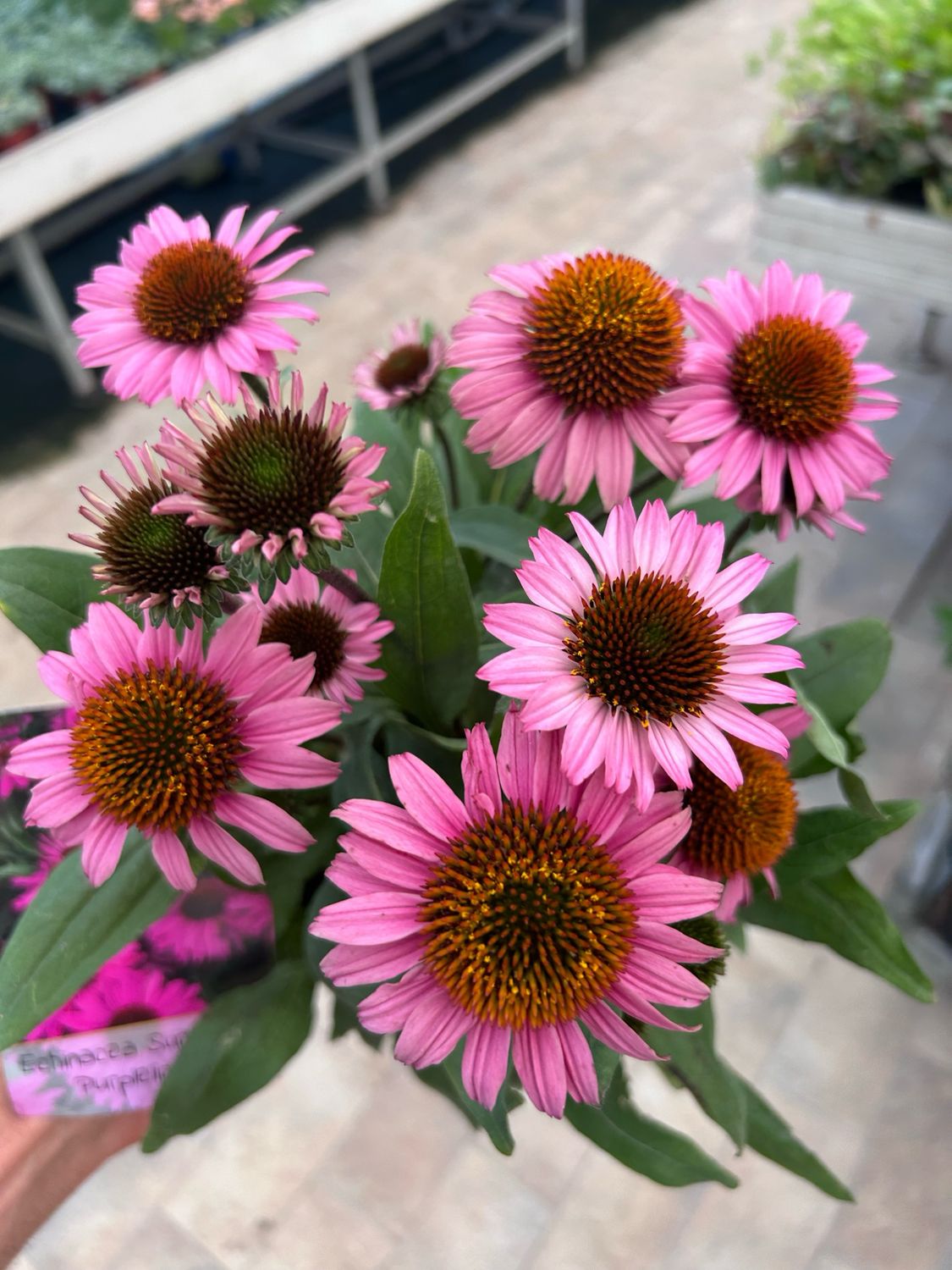 Echinacea purpurea &#39; Sunseeker Purplelicious &#39; vaso Ø 17cm