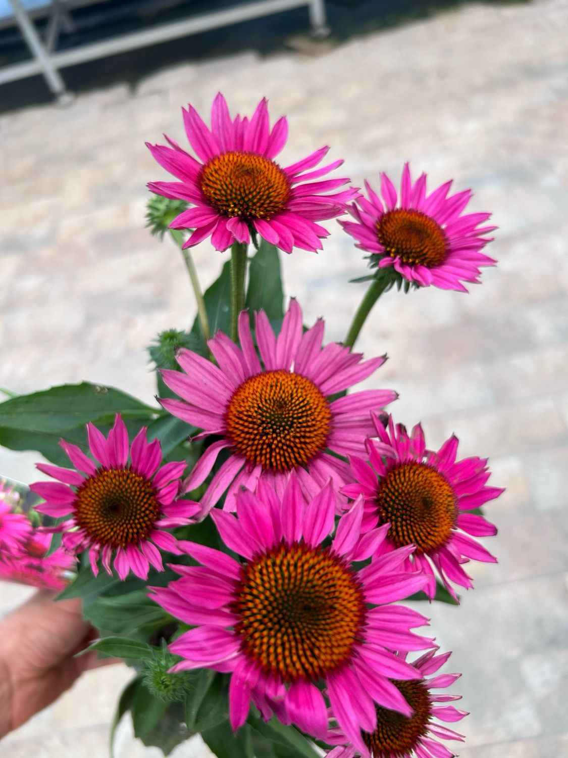 Echinacea purpurea &#39; Js Roho &#39; vaso Ø 17cm