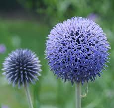 Echinops bannaticus 'Blue Globe', Cardo pallottola - vaso Ø17 cm