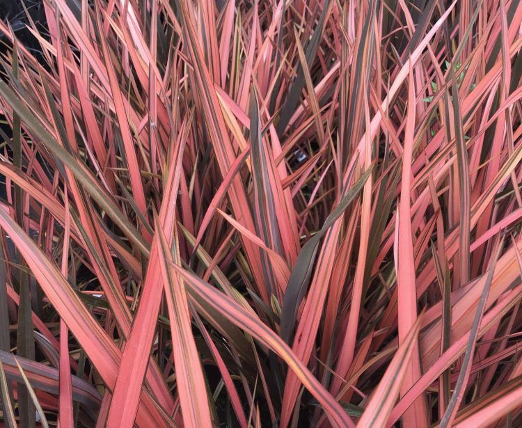 Phormium tenax &#39; Pink Panther &#39; - Lino della Nuova Zelanda - vaso Ø21 cm