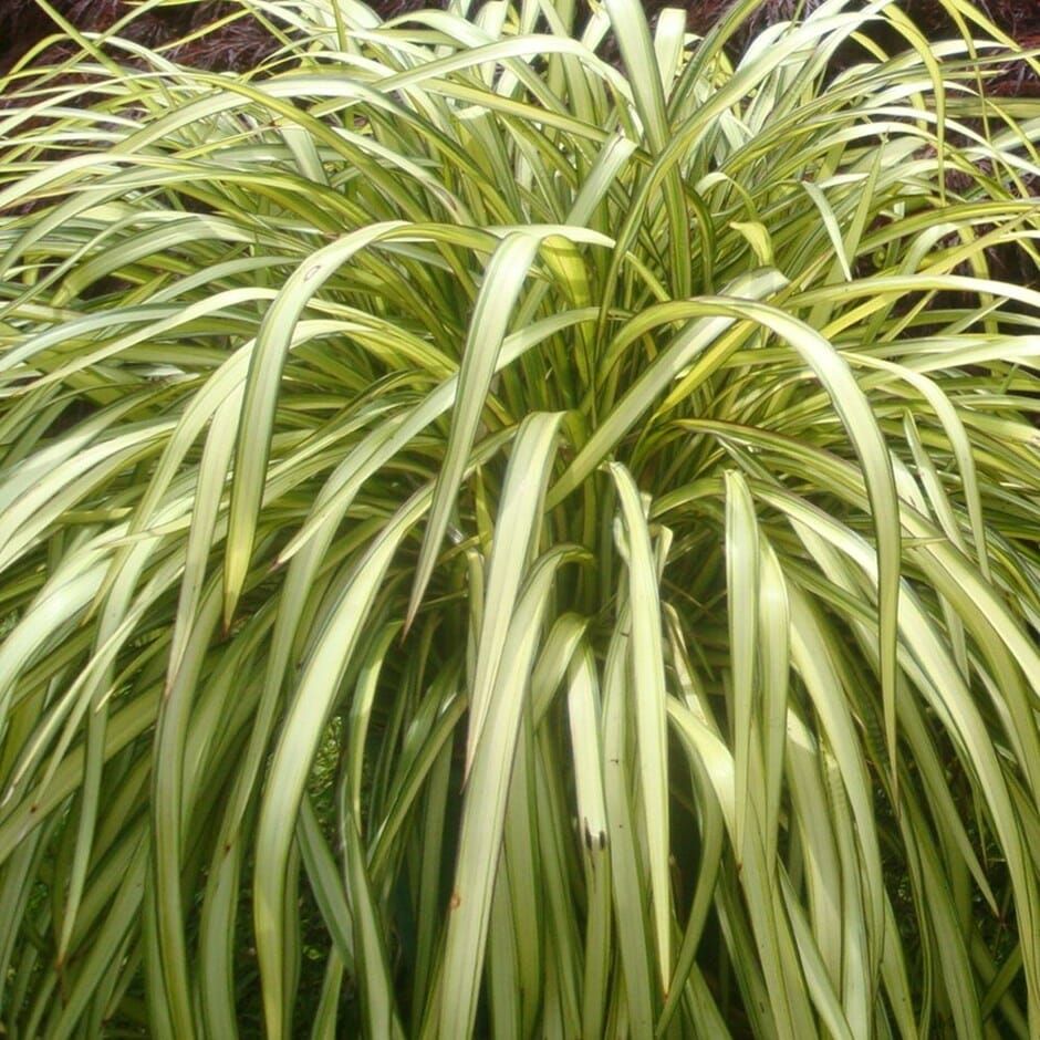 Phormium cookianum &#39;Blondie&#39; - Lino della Nuova Zelanda - vaso Ø21 cm