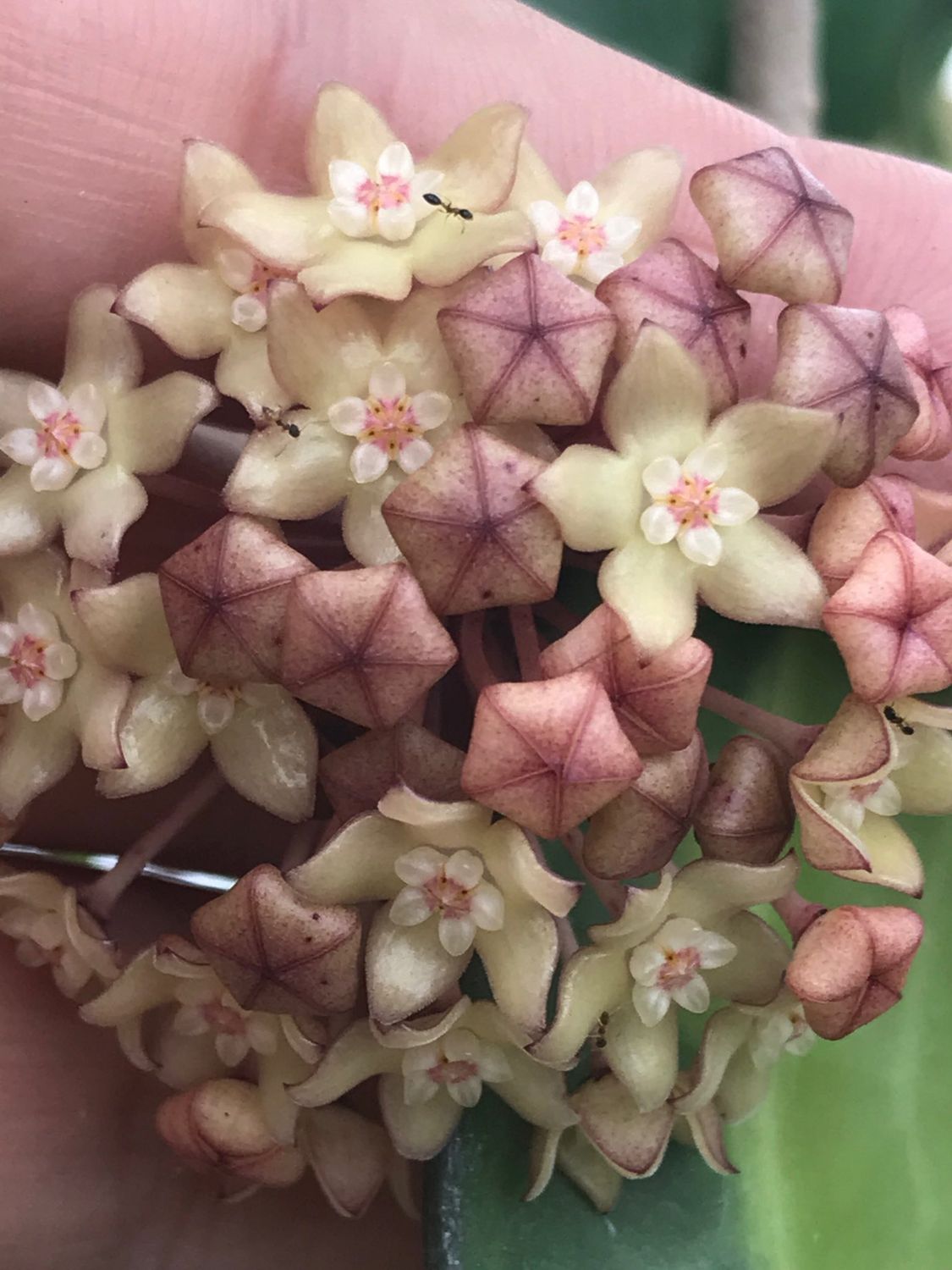 Hoya macrophylla &#39;Pot of Gold&#39;, Hoya latifolia - vaso Ø6 cm