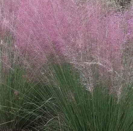 Eragrostis spectabilis - vaso Ø18 cm