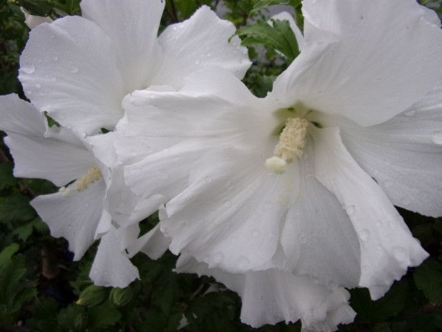 Ibisco, Hibiscus syriacus &#39; Sour Ange &#39; - vaso 19