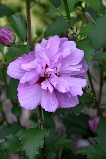 Ibisco, Hibiscus syriacus &#39;Arden&#39; Malva doppio - vaso Ø19 cm