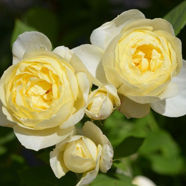 ROSE INGLESI PROFUMATE DAVID AUSTIN VASO 17 cm VANESSA BELL