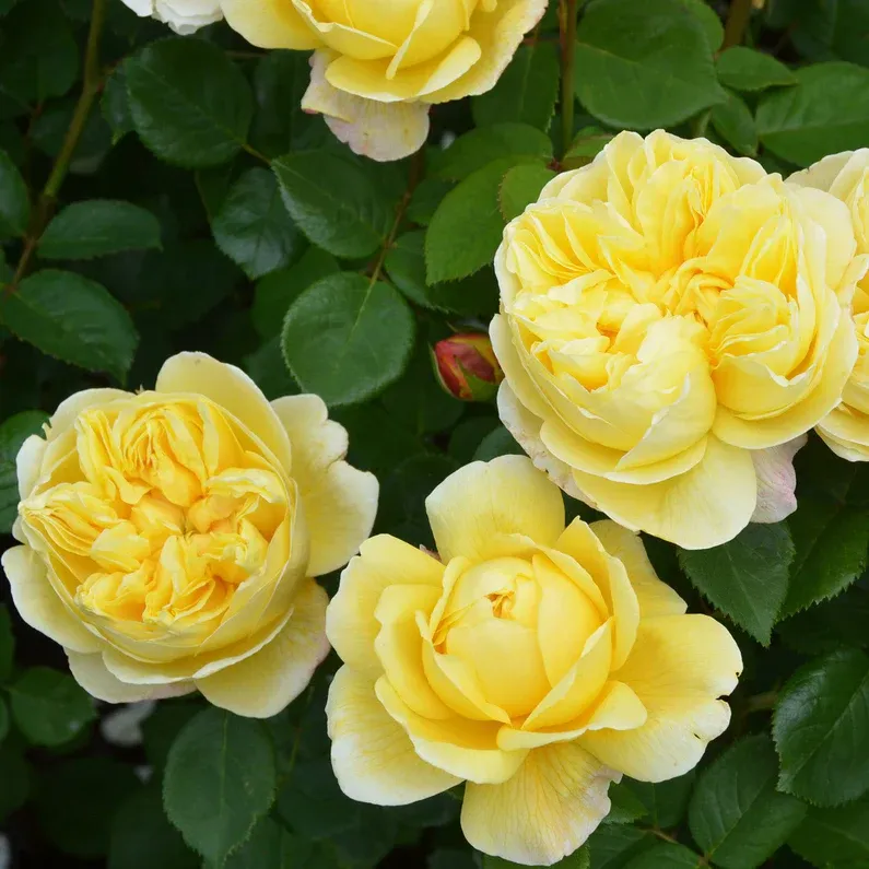 ROSE INGLESI PROFUMATE DAVID AUSTIN VASO 17 cm Charles Darwin