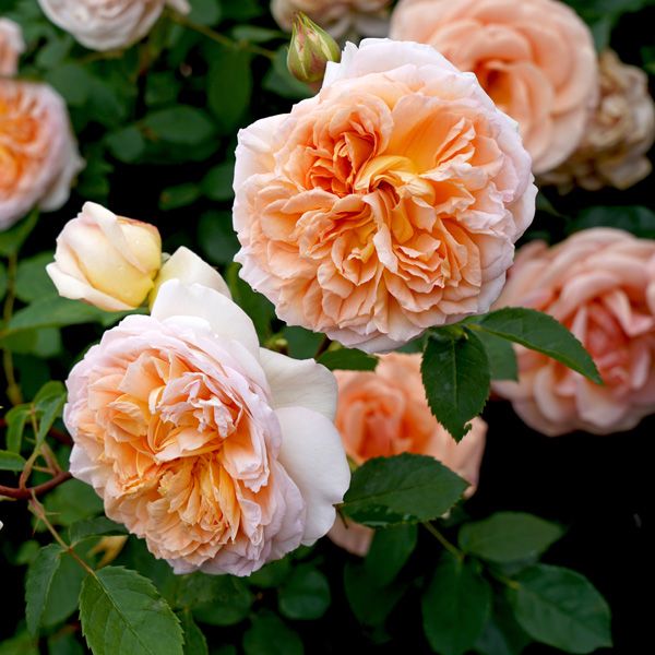 ROSE INGLESI PROFUMATE DAVID AUSTIN VASO 17 cm Batsheba