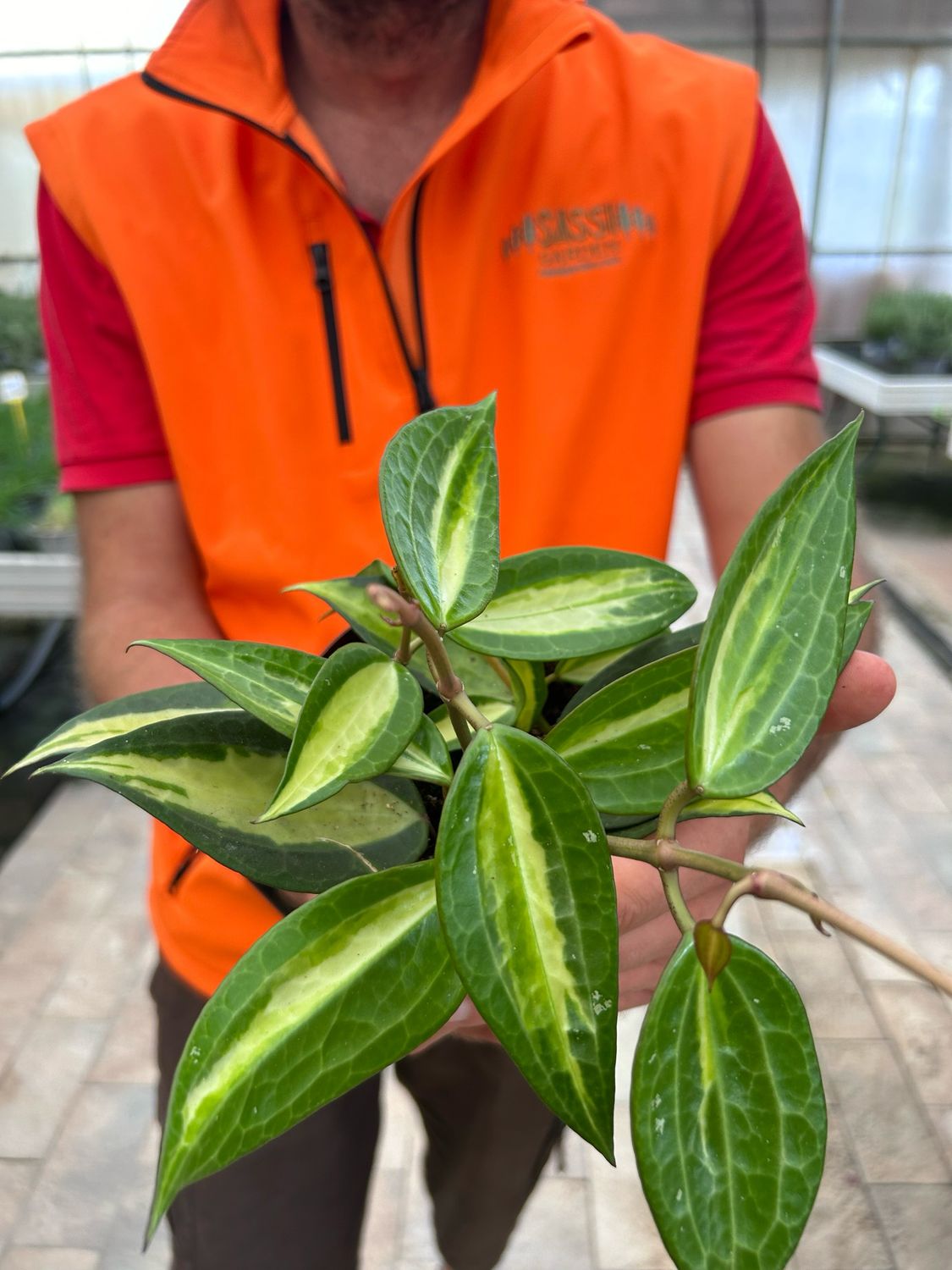 Hoya macrophylla &#39;Pot of Gold&#39;, Hoya latifolia - vaso Ø12 cm