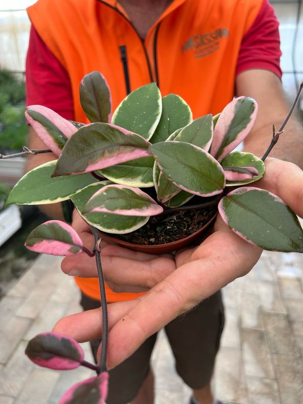 Hoya Carnosa &#39;Flamingo Dream&#39;, Fiore di Cera - vaso Ø12 cm