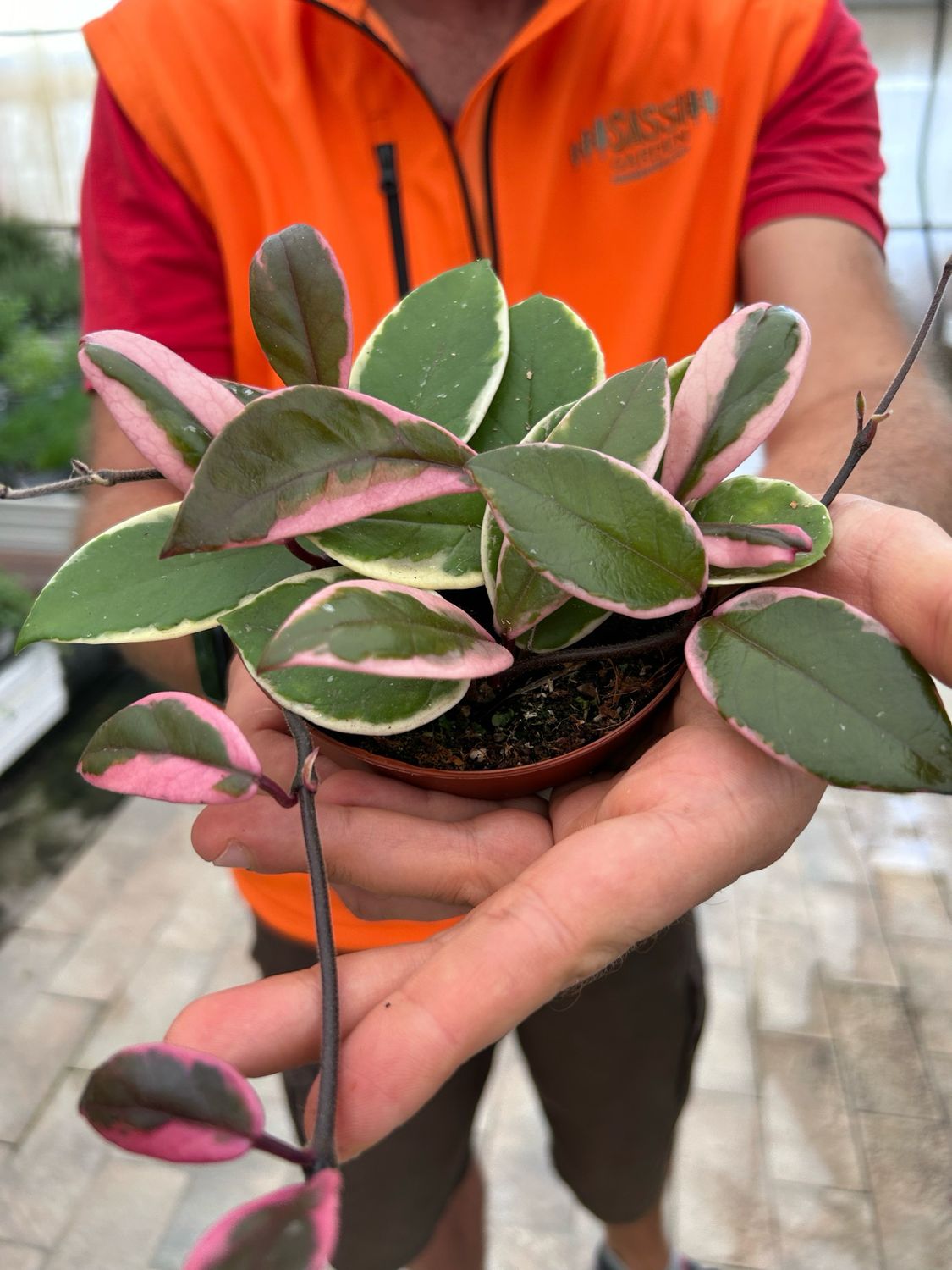 Hoya Carnosa &#39;Flamingo Dream&#39;, Fiore di Cera - vaso Ø12 cm
