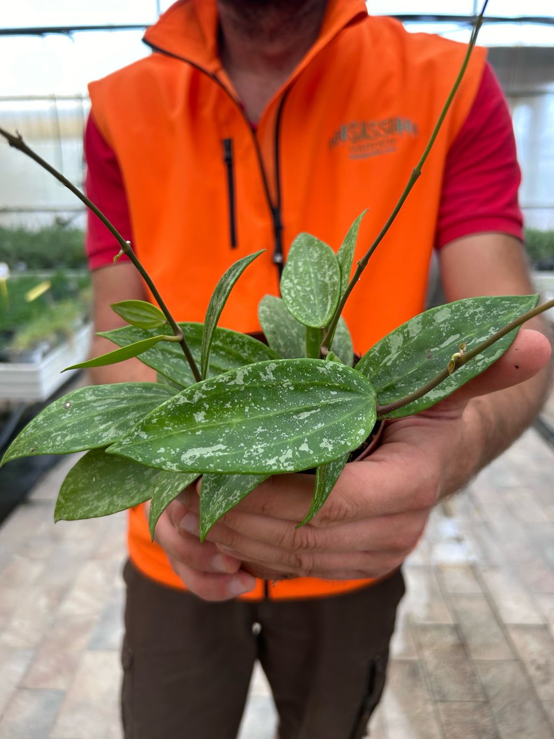 Hoya Rangsan, Fiore di cera - vaso Ø12  cm