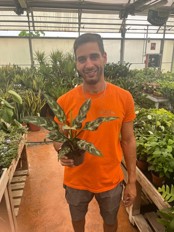 Aglaonema Maria - vaso Ø12 cm