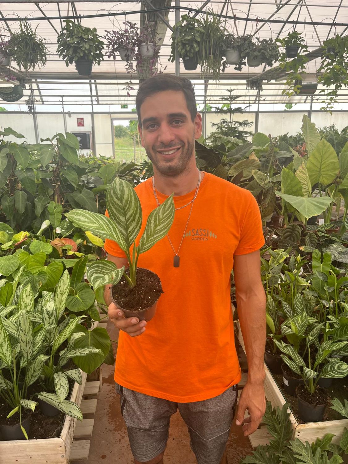 Aglaonema Stripe - vaso Ø12 cm