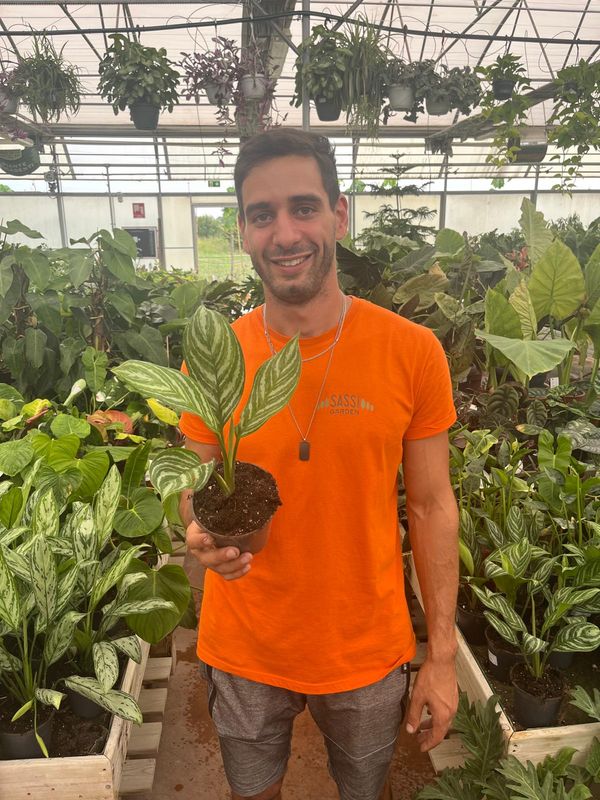 Aglaonema Stripe - vaso Ø12 cm