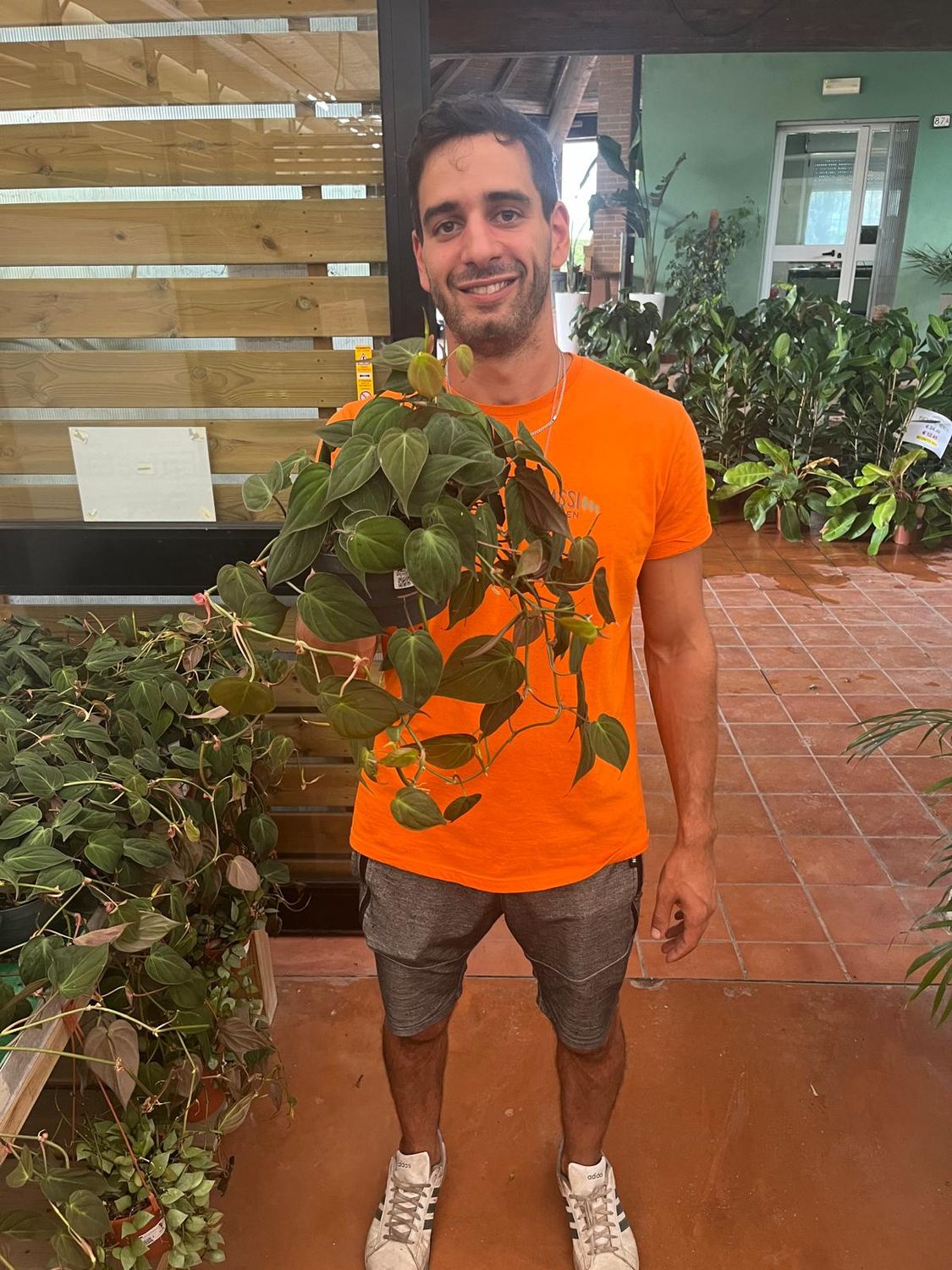 Philodendron Scandens &quot;Micans&quot;, Filodendro Vellutino - vaso Ø17 cm