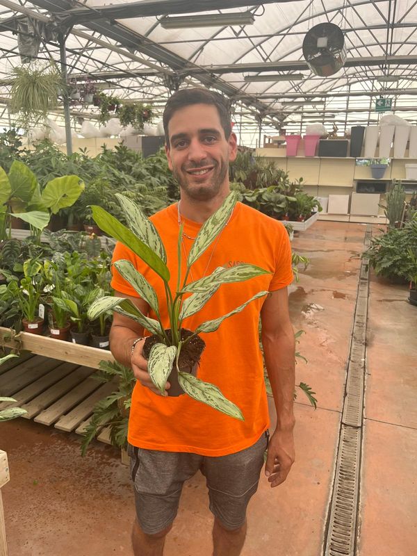Aglaonema Silver Queen - vaso Ø12 cm