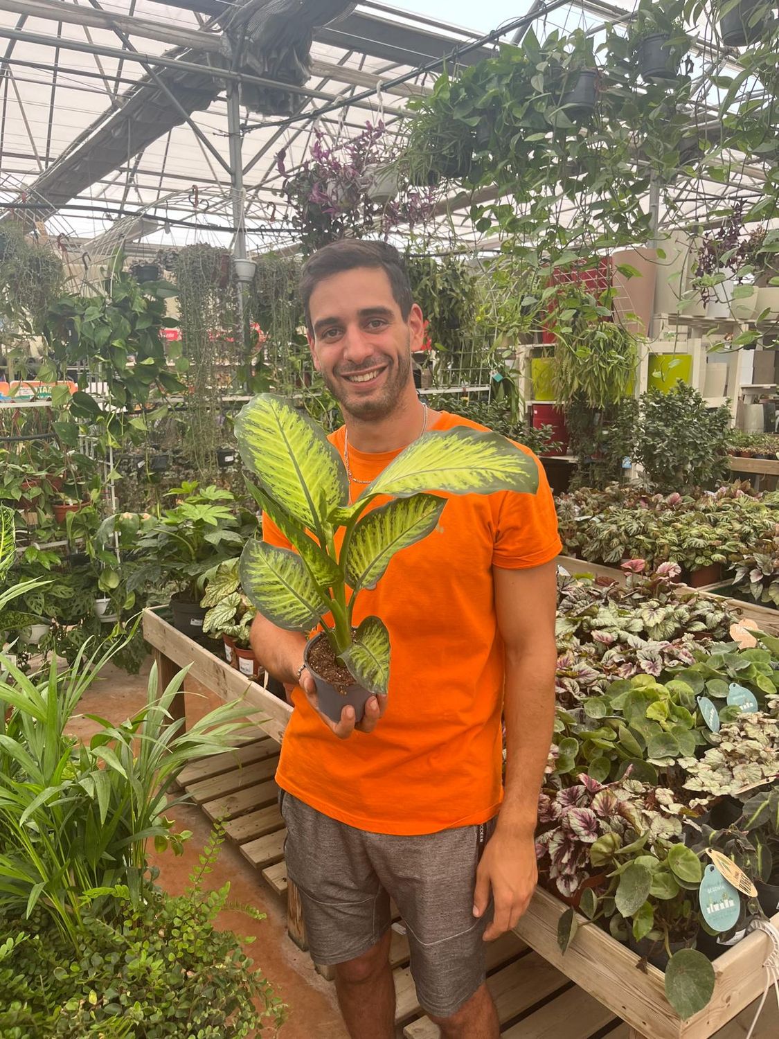 Dieffenbachia seguine, Dieffenbachia Tropic Yellow - vaso Ø12 cm