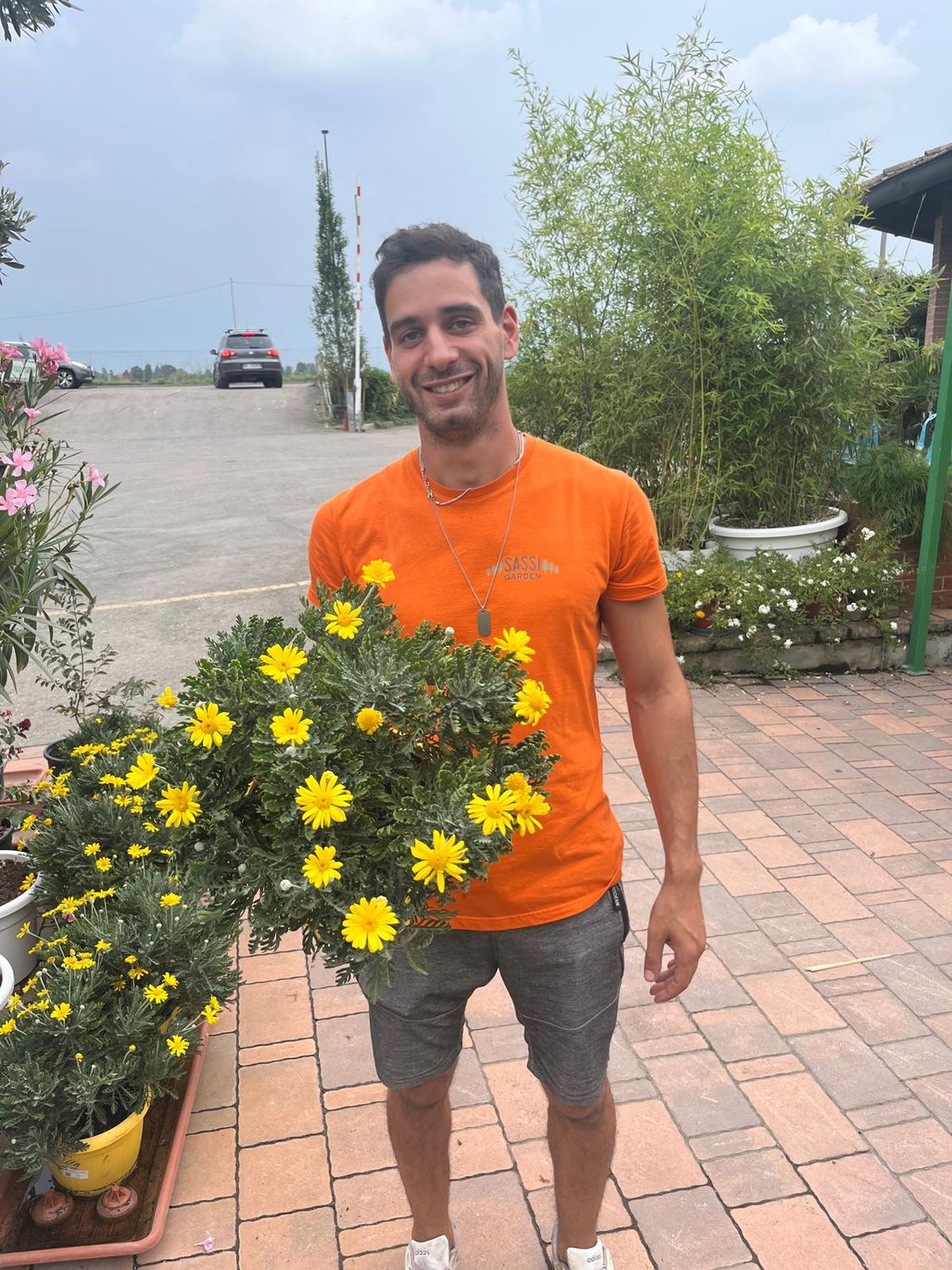 Euryops pectinatus - vaso Ø24 cm