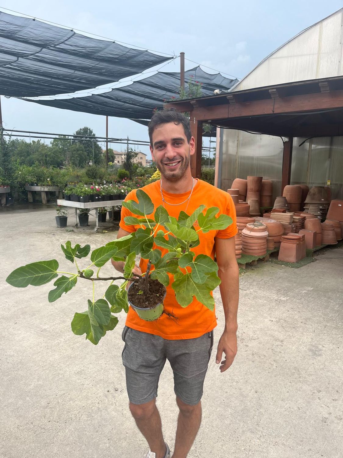 Ficus carica &#39;Little Miss Figgy&#39;, Fico Nano - vaso Ø14 cm