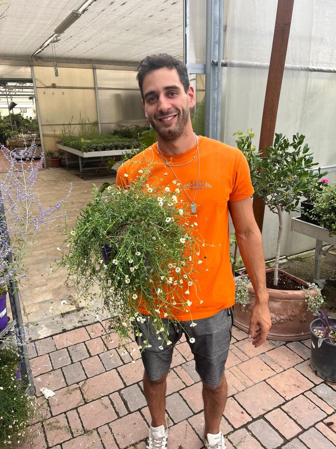 Erigeron karvinskianus - vaso Ø19 cm ( Vittadinia Triloba )