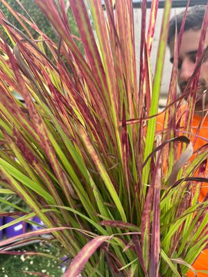 Imperata cylindrica 'Red Baron' - vaso Ø17 cm Imperata cylindrica 'Red Baron' - vaso Ø17 cm