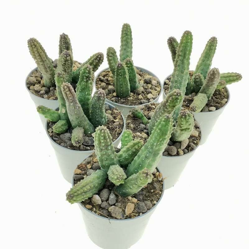 Echinopsis Cereiformis - vaso Ø 5.5cm