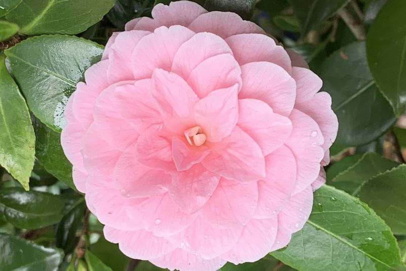 Camellia Japonica &#39;Saccovera&#39;, Camelia del Giappone - vaso Ø19 cm