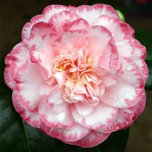 Camellia Japonica &#39;Tramonto&#39;, Camelia del Giappone - vaso Ø19 cm