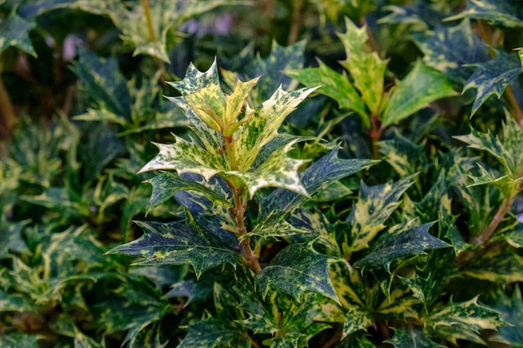 Osmanthus tricolor - vaso Ø24 cm