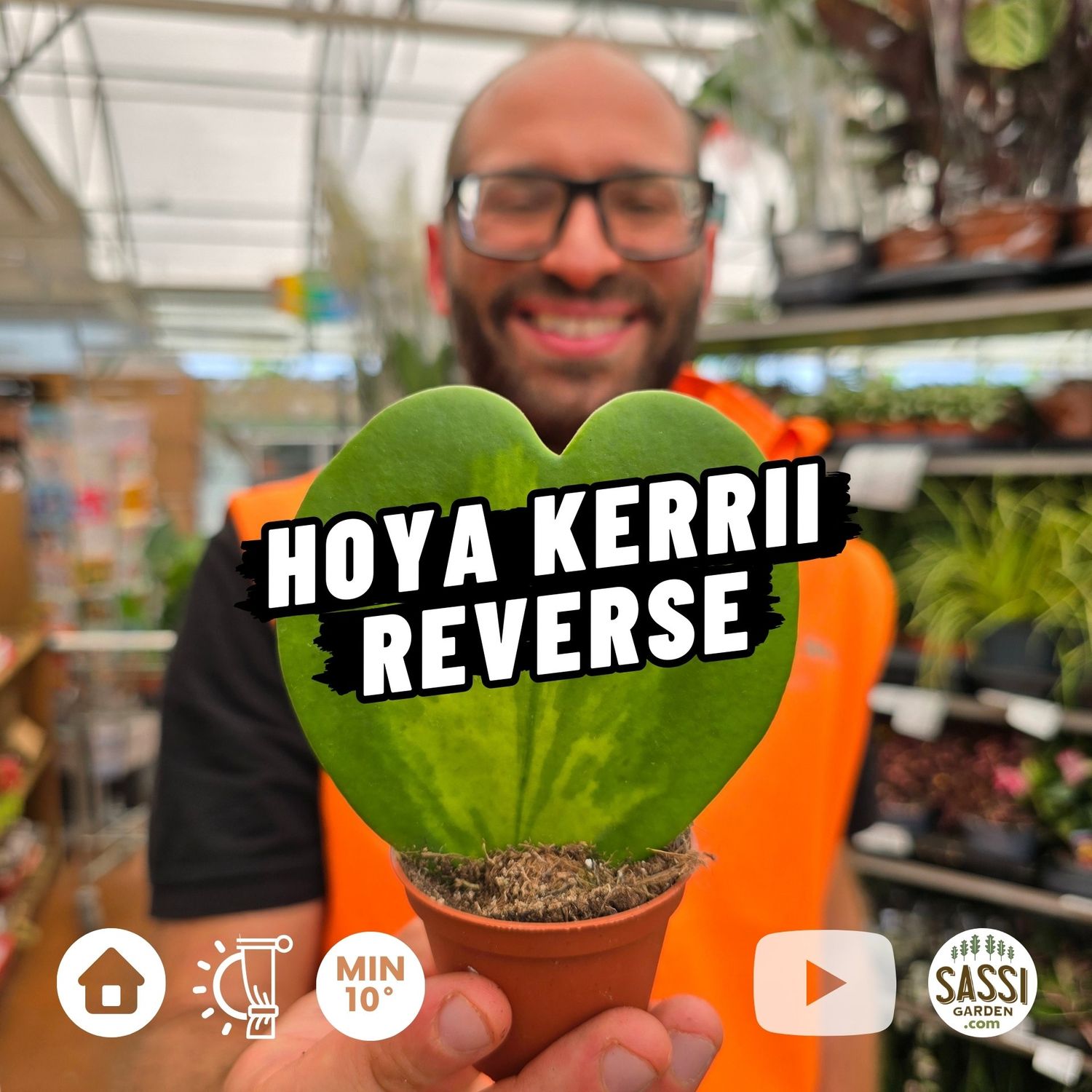 Hoya &#39;Kerrii&#39; Reverse variegata dal centro, Pianta del Cuore - vaso Ø6 cm