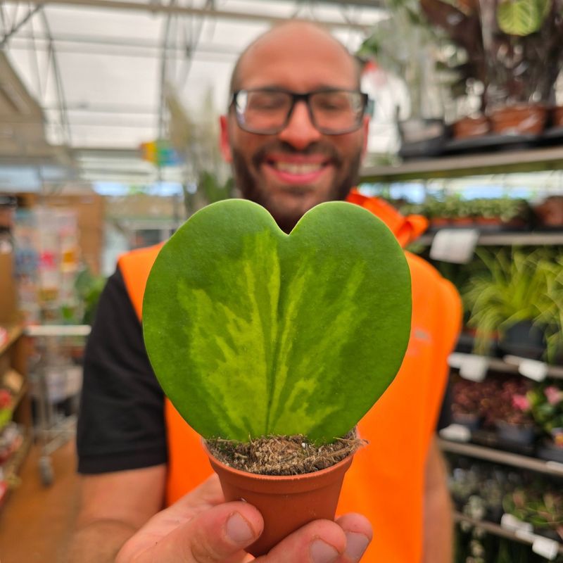 Hoya 'Kerrii' Reverse variegata dal centro, Pianta del Cuore - vaso Ø6 cm