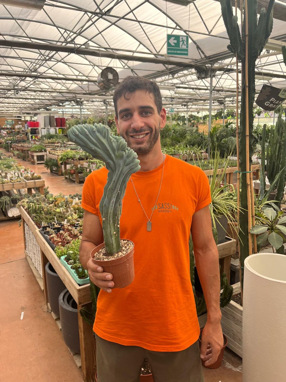 Myrtillocactus geometrizans forma cristata, Mirtillocactus crestato - vaso Ø12 cm
