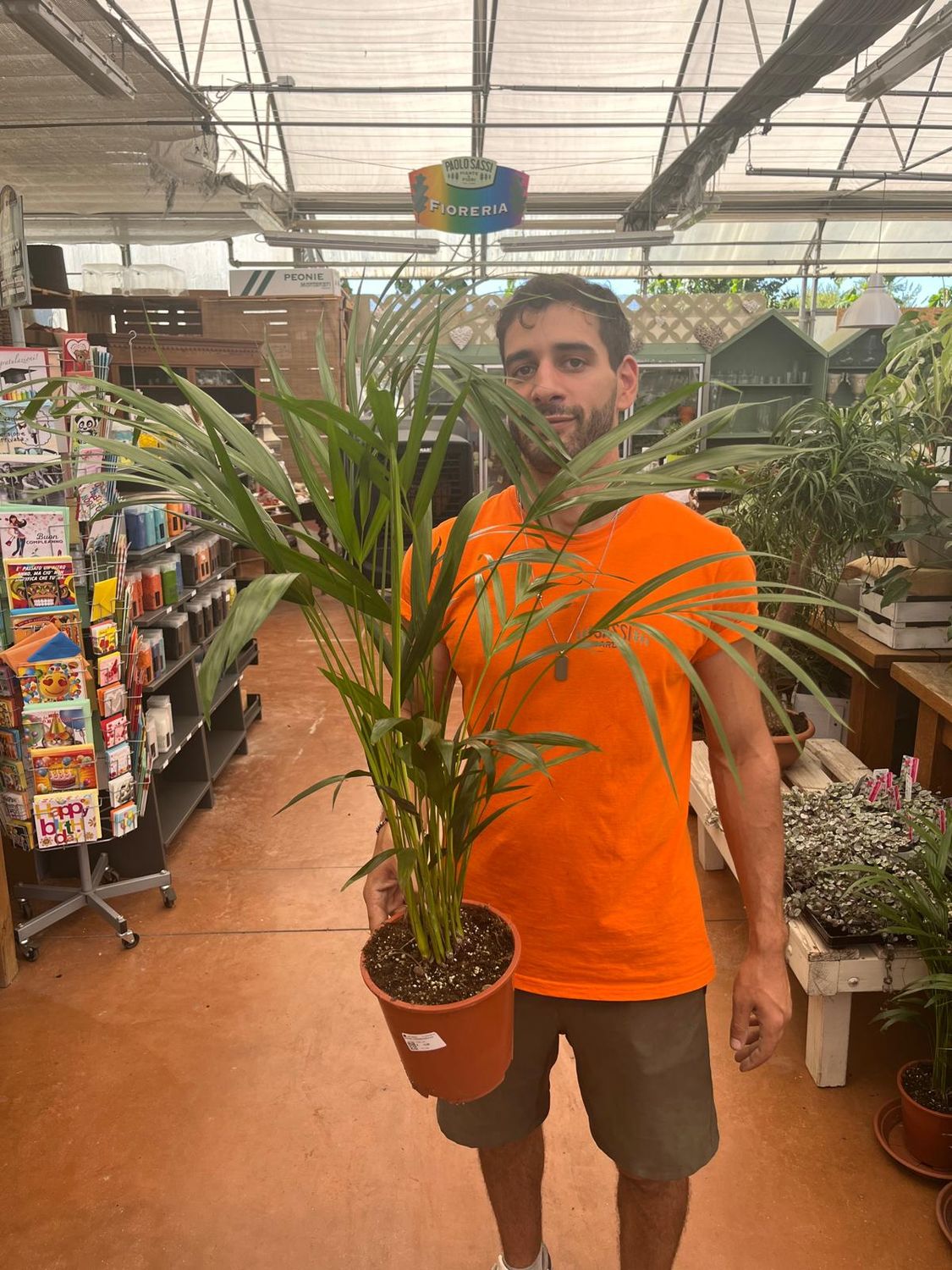 Areca, Dypsis lutescens - vaso Ø19 cm