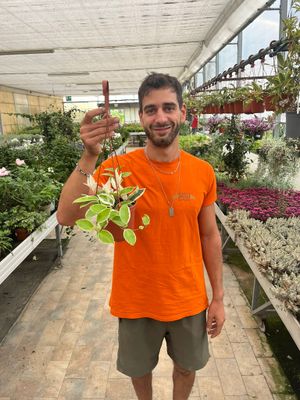 Hoya carnosa &#39;Krimson Queen&#39;, Fiore di cera - basket Ø14 cm