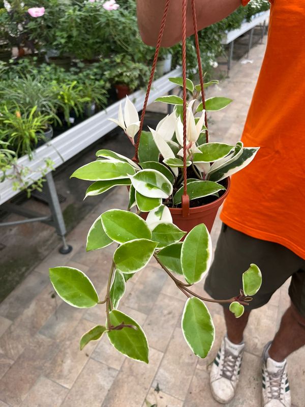 Hoya carnosa 'Krimson Queen', Fiore di cera - basket Ø14 cm
