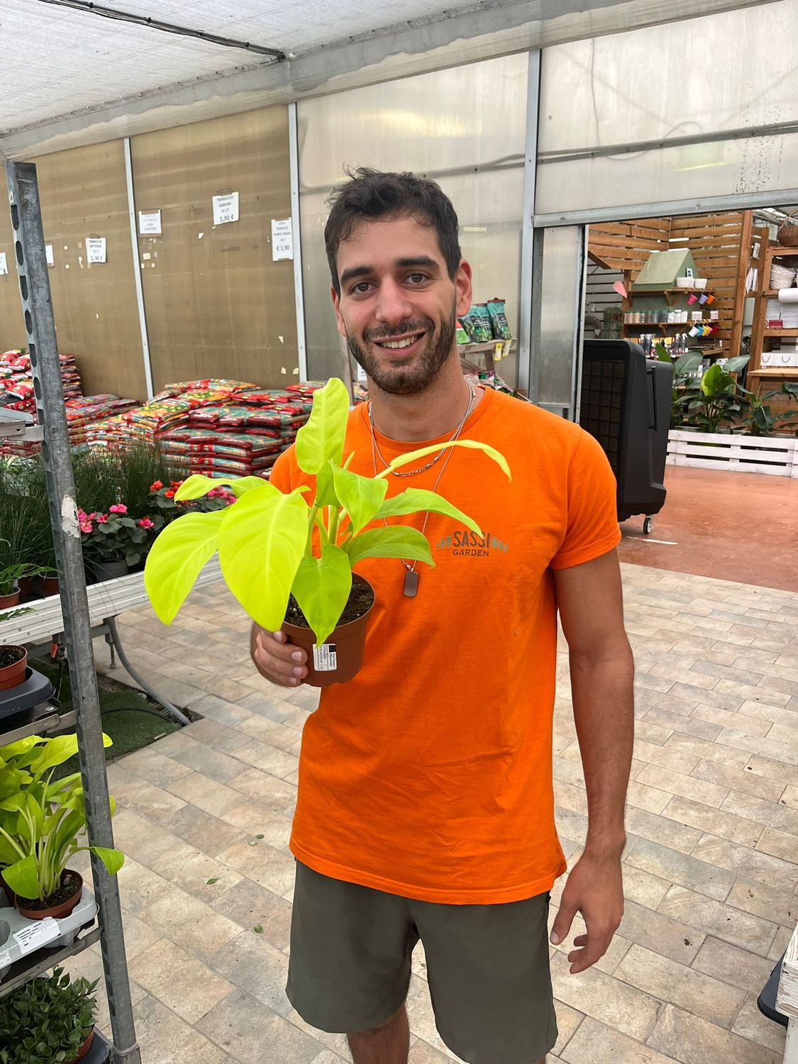 Philodendron Malay Gold, Filodendro - vaso Ø12 cm