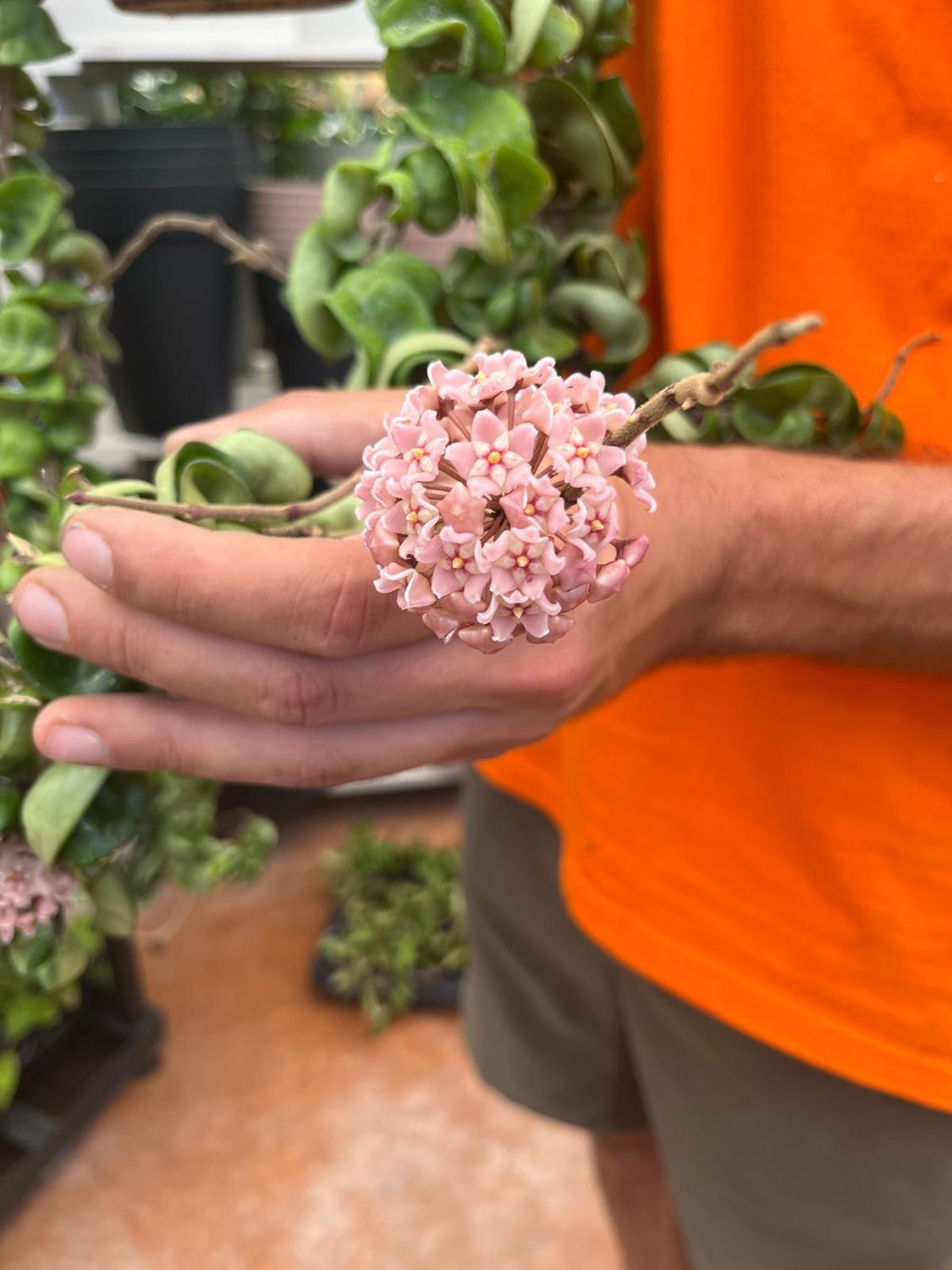 Hoya carnosa compacta, Hoya Hindu Rope, Hoya carnosa monstruosa - basket Ø14 cm