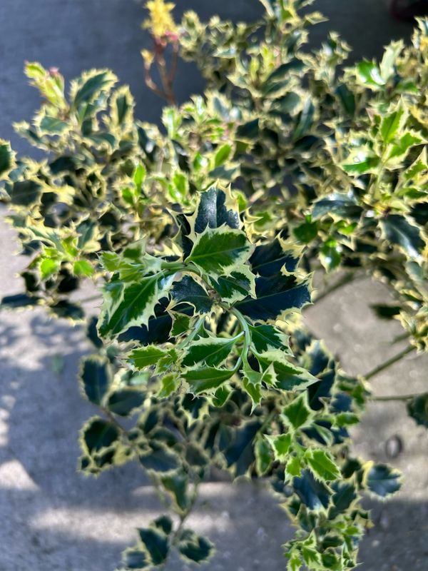 Ilex aquifolium &#39;Aureomarginata&#39;, Agrifoglio/Pungitopo - vaso Ø 26cm
