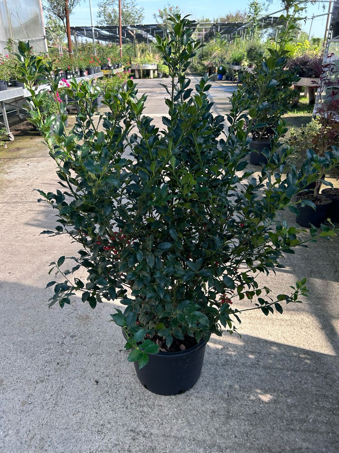 Ilex Aquifoglium Blue Maid, Agrifoglio, cespuglio - vaso Ø 26, image size:1125x1500