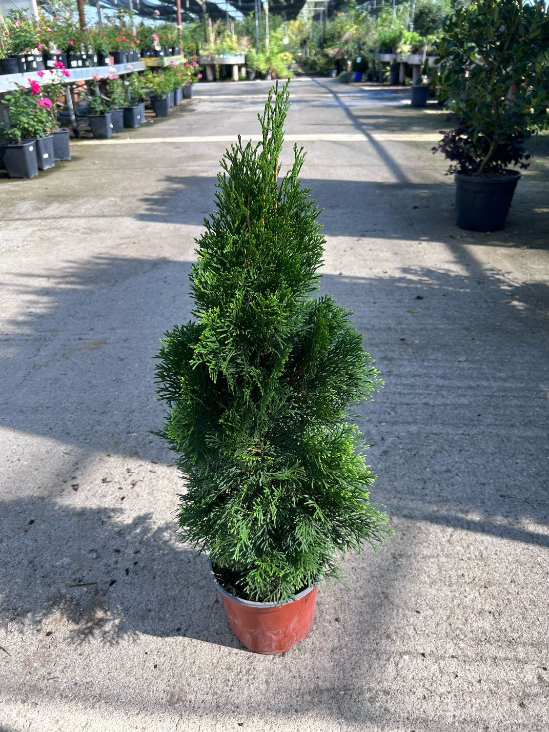 24 Piante Di Tuia Brabant Per Siepe | In Vaso Da 10 Cm | Conifere Da Giardino Vivaio Castelletto