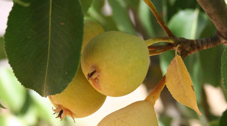 Pero San Pietro - Pyrus communis - vaso Ø24 cm