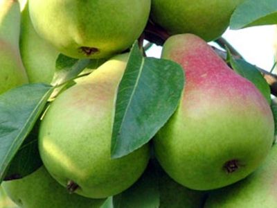 Pero Precoce Morettini . Pyrus communis - vaso Ø24 cm