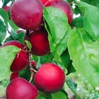 Albicocco Aprikyra, Prunus armeniaca &#39;Aprikyra&#39;, Incrocio fra susino e albicocca - vaso Ø27 cm