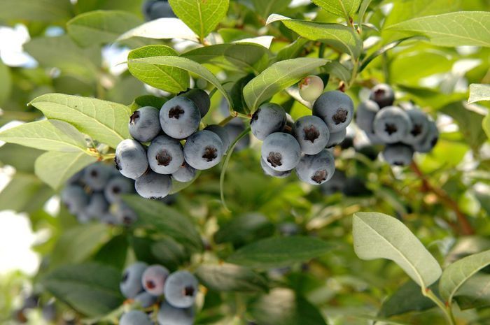 Mirtillo Americano Gigante Tardivo, Vaccinium corymbosum &#39;Brigitta&#39; - VP. 12 cm alto