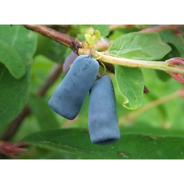 Mirtillo Siberiano Wojtek - Precoce - Lonicera caerulea &#39;Wojtek&#39; -  vaso.13 alto
