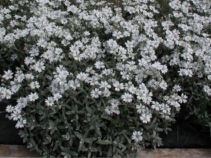Cerastium tomentosum columnae &#39;Silberteppich&#39; Erba dei falchi - vaso Ø17 cm