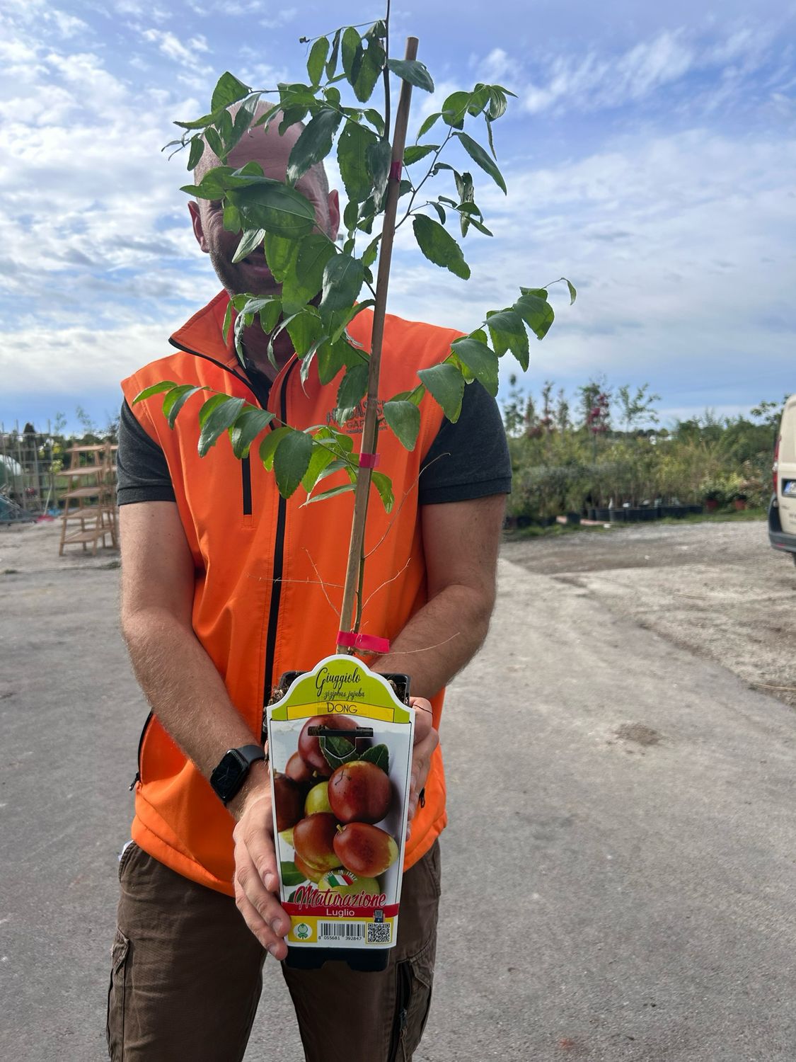 Sentirsi Male Discriminazione Sinewi Goji Coltivazione In Vaso Amazon Messaggio - Foto 6