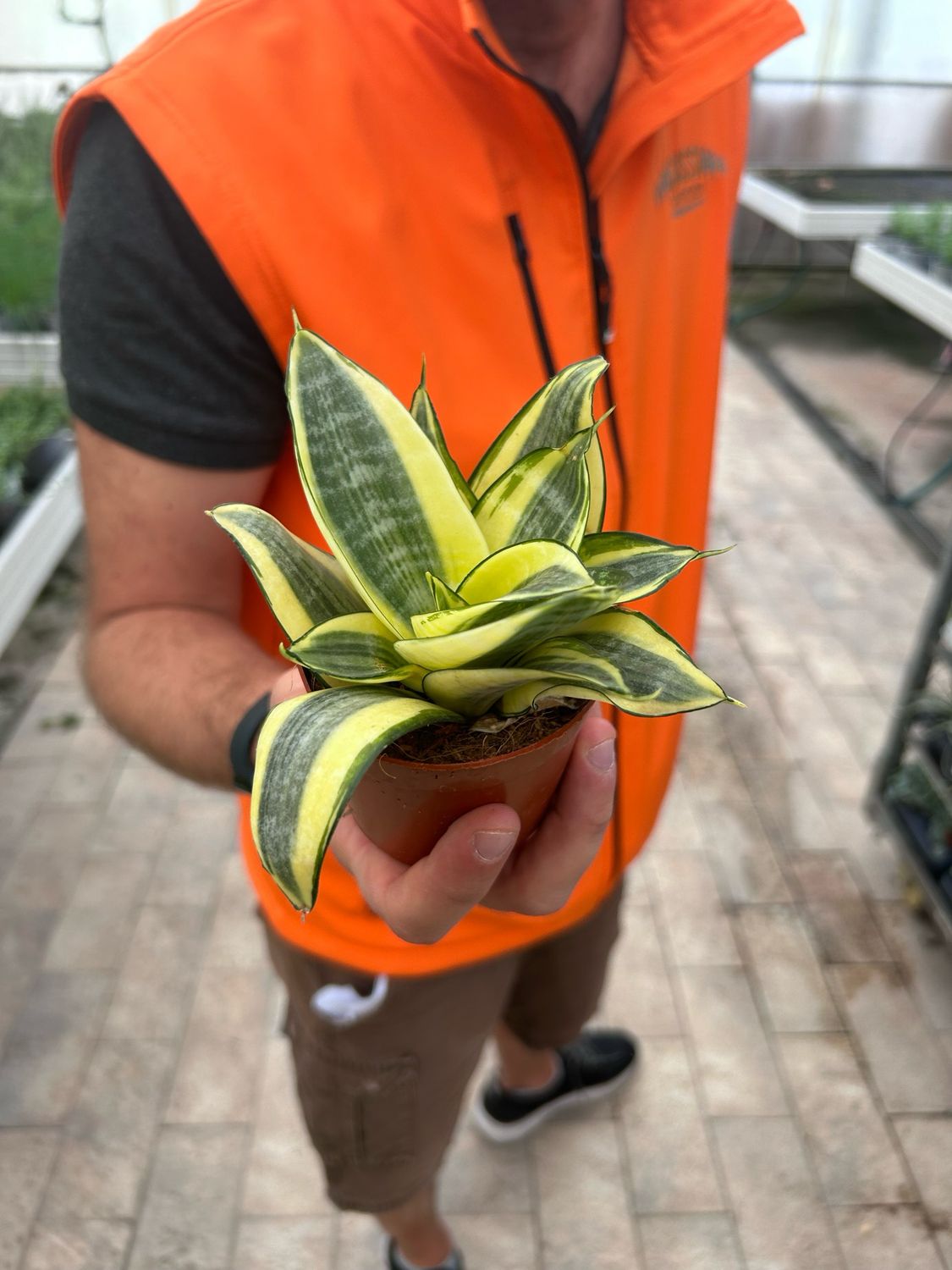 Sansevieria trifasciata &#39;Golden Hahnii&#39; - vaso Ø8,5 cm