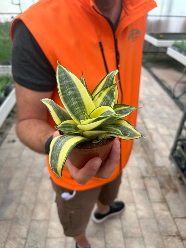 Sansevieria trifasciata &#39;Golden Hahnii&#39; - vaso Ø8,5 cm